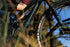 Ibis Ripley V5 Frameset